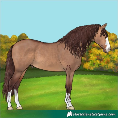 Horse Color:Chocolate Bay Dun
