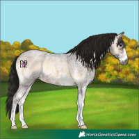 Horse Color:Gray Brown Roan Onyx Sabino