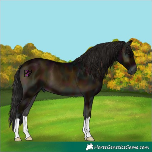 Horse Color:Gray Midnight Bay Onyx 
