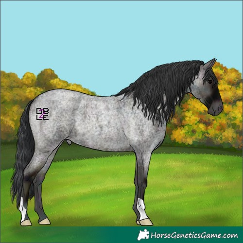 Horse Color:Midnight Blue Onyx Roan Appaloosa 