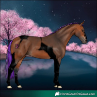 Horse Color:Void Painted Bay Tobiano