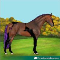 Horse Color:Void Painted Bay Tobiano