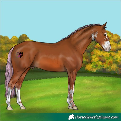 Horse Color:Painted White Spotted Chestnut 