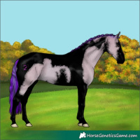 Horse Color:Void Painted Watercolor White Spotted Bay Tobiano