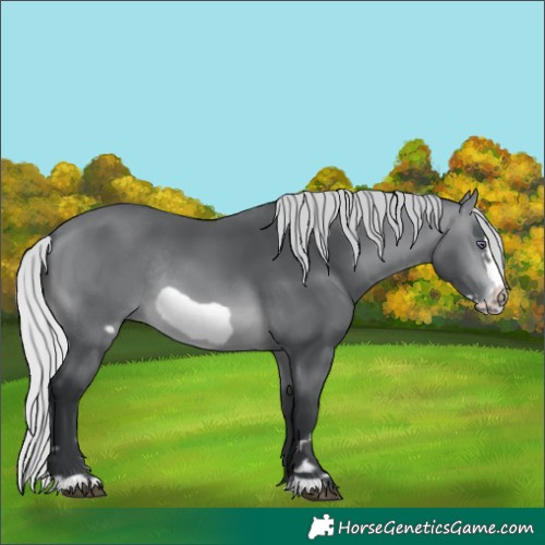 Horse Color:Silver Brown Chinchilla Frame Rabicano 