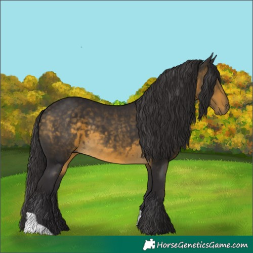Horse Color:Buckskin 