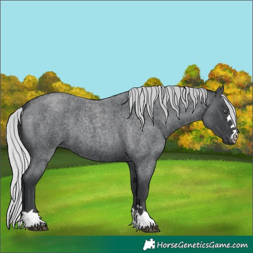 Horse Color:Silver Blue Chinchilla Roan 