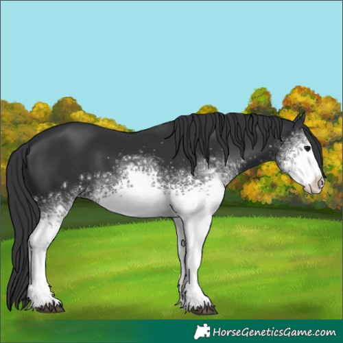 Horse Color:White Spotted Black Rabicano 