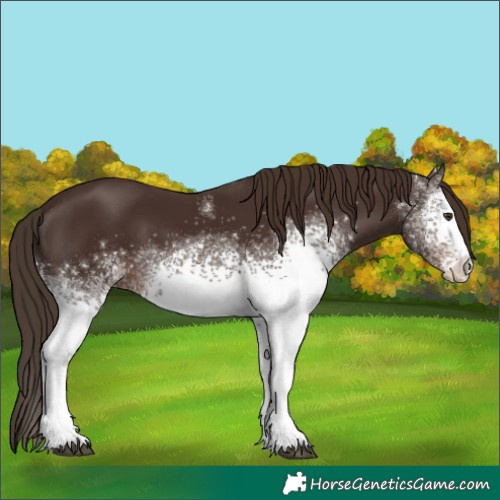 Horse Color:White Spotted Liver Chestnut 
