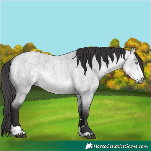 Horse Color:Buckskin Chinchilla Roan Dun Rabicano 