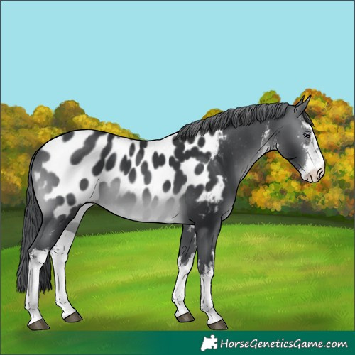 Horse Color:White Spotted Brown Chinchilla Appaloosa
