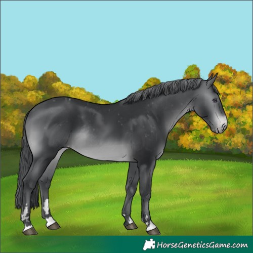Horse Color:Brown Chinchilla Appaloosa Rabicano