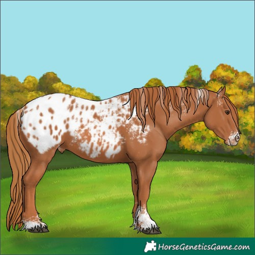 Horse Color:Powder White Chestnut Appaloosa 