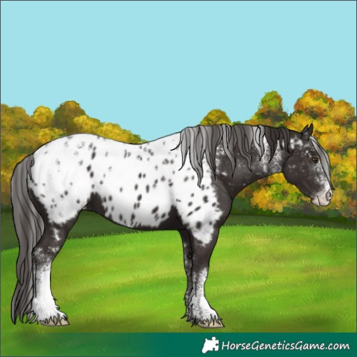 Horse Color:Powder White Liver Chestnut Appaloosa