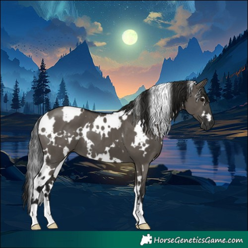 Horse Color:Gray White Spotted Smoky Grullo