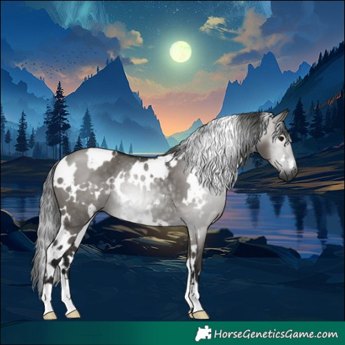 Horse Color:Gray White Spotted Smoky Grullo 