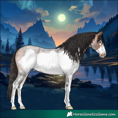 Horse Color:Bay Roan Sabino Frame Rabicano 
