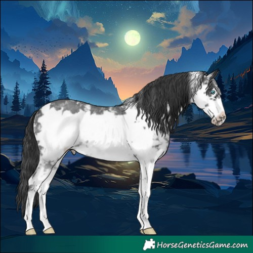 Horse Color:Black Sabino Frame Appaloosa Rabicano 