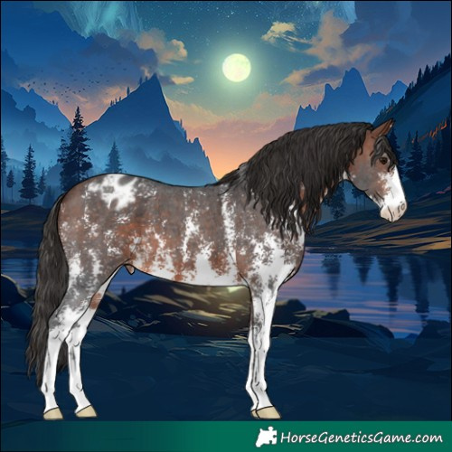 Horse Color:Bay Sabino Appaloosa 