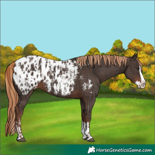 Horse Color:Liver Chestnut Sabino Splash Appaloosa  and Liver Chestnut Sabino Splash Appaloosa 