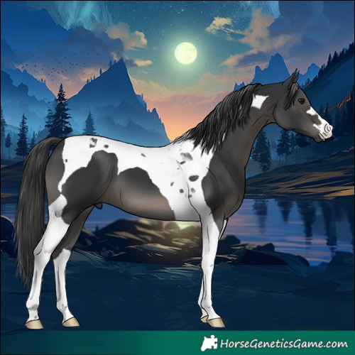 Horse Color:Black Tobiano