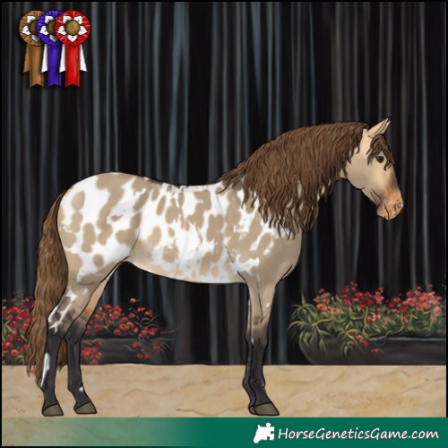 Horse Color:White Spotted Buckskin Dun Near Leopard 