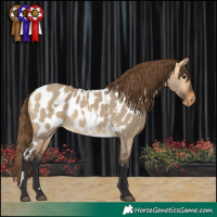 Horse Color:White Spotted Buckskin Dun Appaloosa