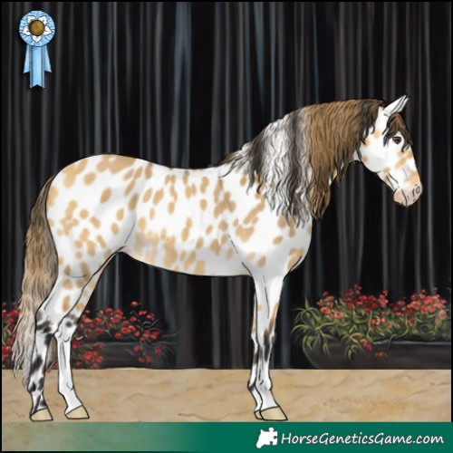 Horse Color:Buckskin Dun Leopard 