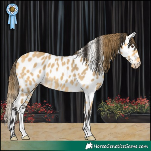 Horse Color:Buckskin Dun Appaloosa 