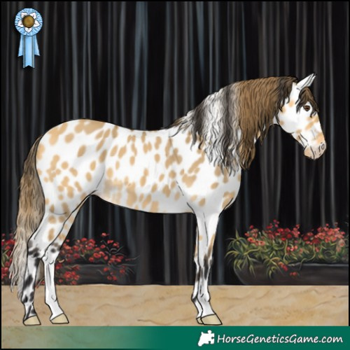 Horse Color:Buckskin Dun Appaloosa