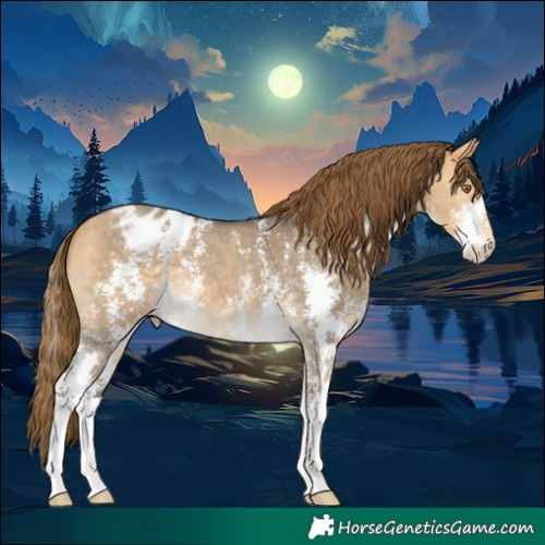 Horse Color:Buckskin Dun Sabino Appaloosa 