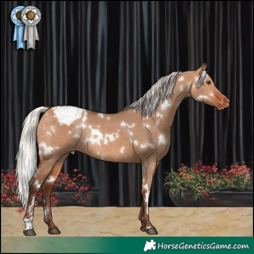 Horse Color:White Spotted Silver Bay Dun Appaloosa Rabicano 