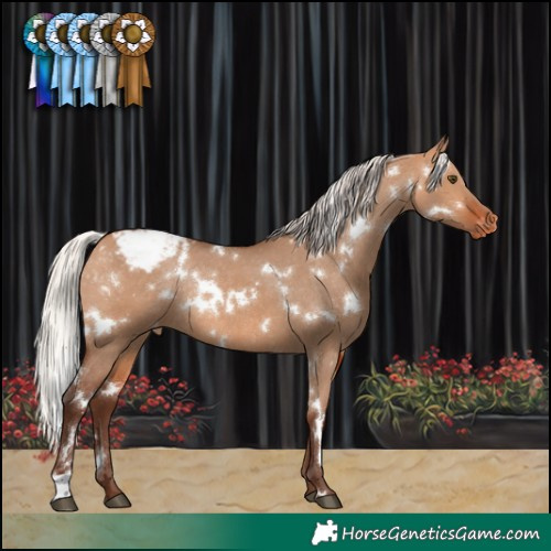 Horse Color:White Spotted Silver Bay Dun Appaloosa Rabicano