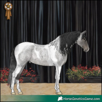 Horse Color:Blue Roan Tobiano