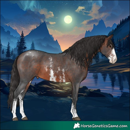 Horse Color:Brown Sabino Appaloosa 