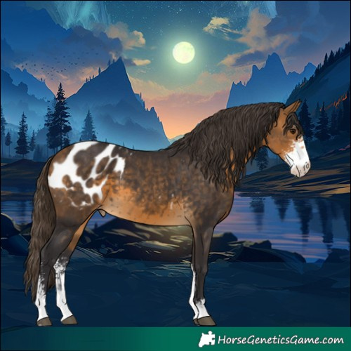 Horse Color:Buckskin Sabino Appaloosa