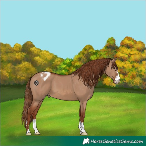 Horse Color:Red Dun Varnish 