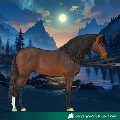 Horse Color:Bay 