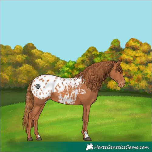 Horse Color:Chestnut Appaloosa 