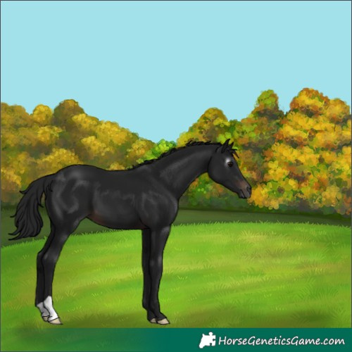 Horse Color:Gray Brown 