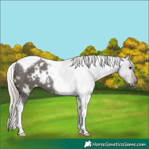 Horse Color:White Spotted Silver Black Tobiano Rabicano 