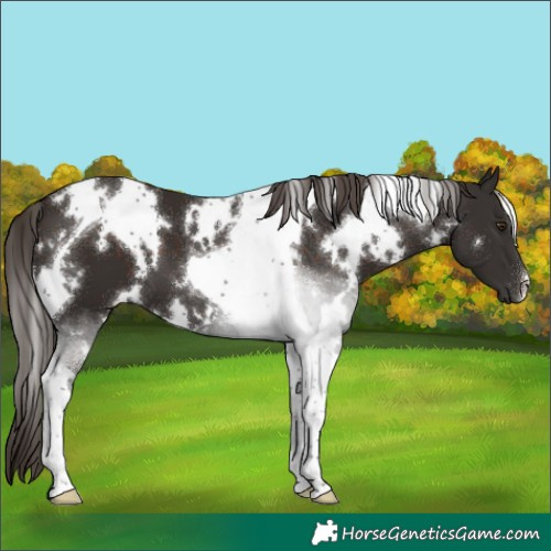 Horse Color:White Spotted Liver Chestnut Tobiano 