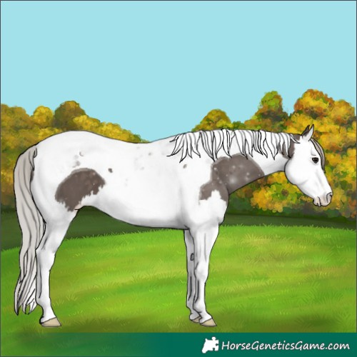 Horse Color:Silver Black Splash Tobiano 