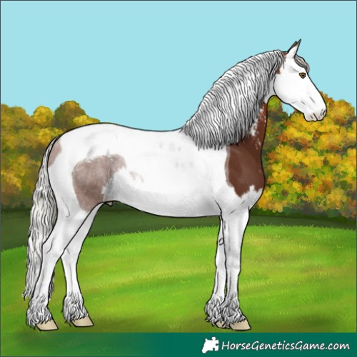 Horse Color:Silver Brown Sabino Splash Tobiano 