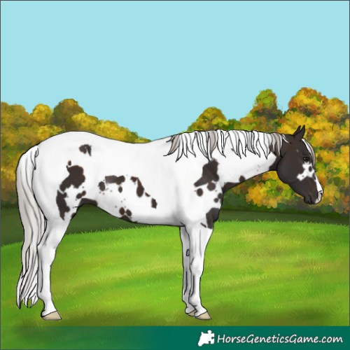 Horse Color:White Spotted Silver Brown Tobiano 
