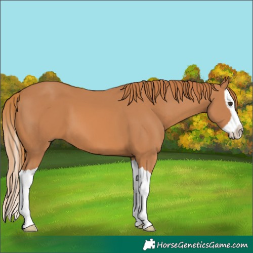 Horse Color:Chestnut Splash 