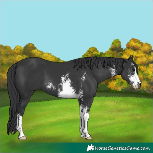 Horse Color:Black Sabino