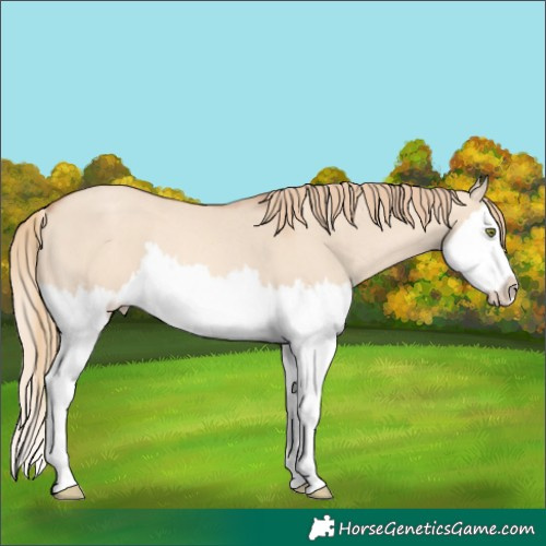Horse Color:Gold Champagne Dun Splash Rabicano 