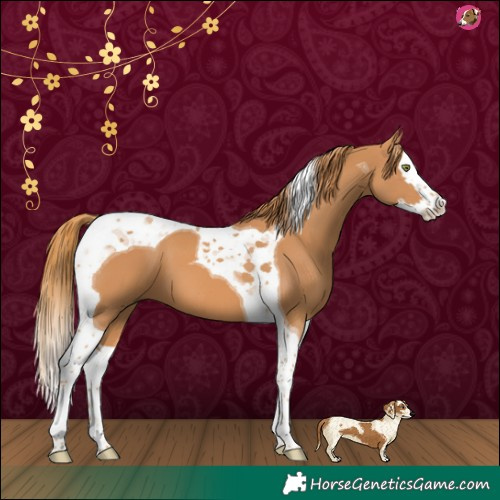 Horse Color:Chestnut Splash Tobiano 