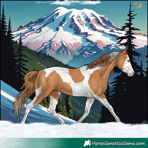 Horse Color:Chestnut Splash Tobiano